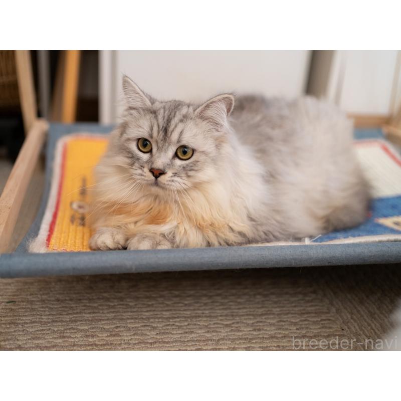 販売中の大阪府のサイベリアン-124718の12枚目