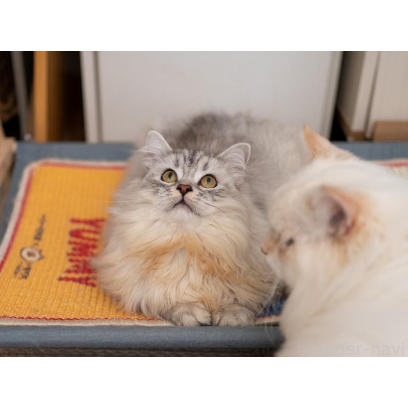 販売中の大阪府のサイベリアン-124718の11枚目