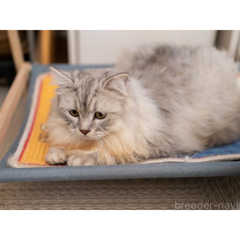 販売中の大阪府のサイベリアン-124718の10枚目