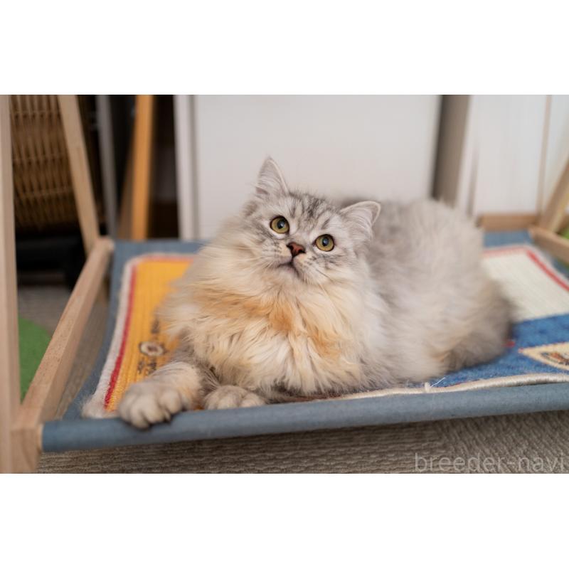 販売中の大阪府のサイベリアン-124718の9枚目