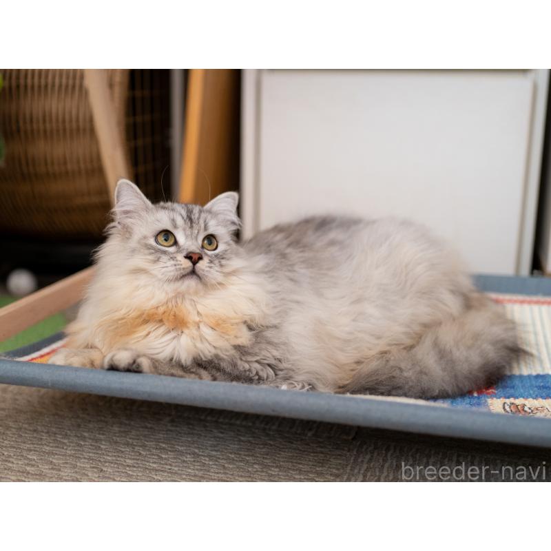 販売中の大阪府のサイベリアン-124718の8枚目