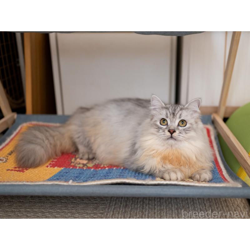 販売中の大阪府のサイベリアン-124718の7枚目