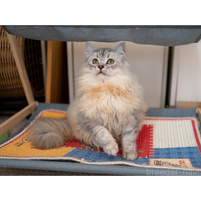 販売中の大阪府のサイベリアン-124718の6枚目