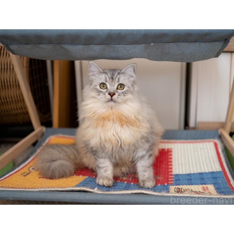 販売中の大阪府のサイベリアン-124718の5枚目