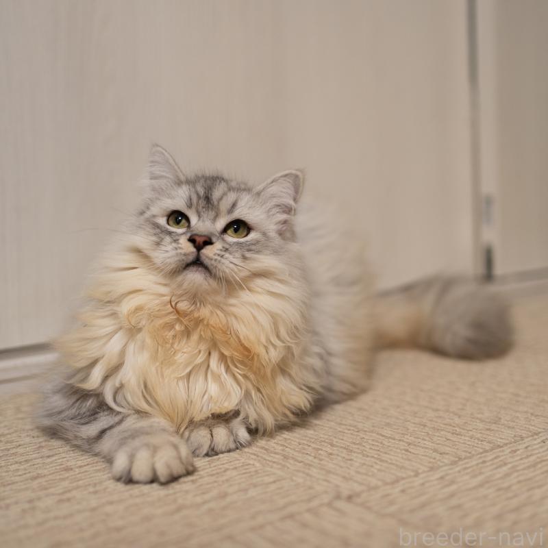 販売中の大阪府のサイベリアン-124718の4枚目