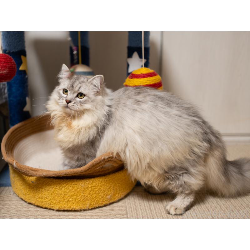 販売中の大阪府のサイベリアン-124718の3枚目