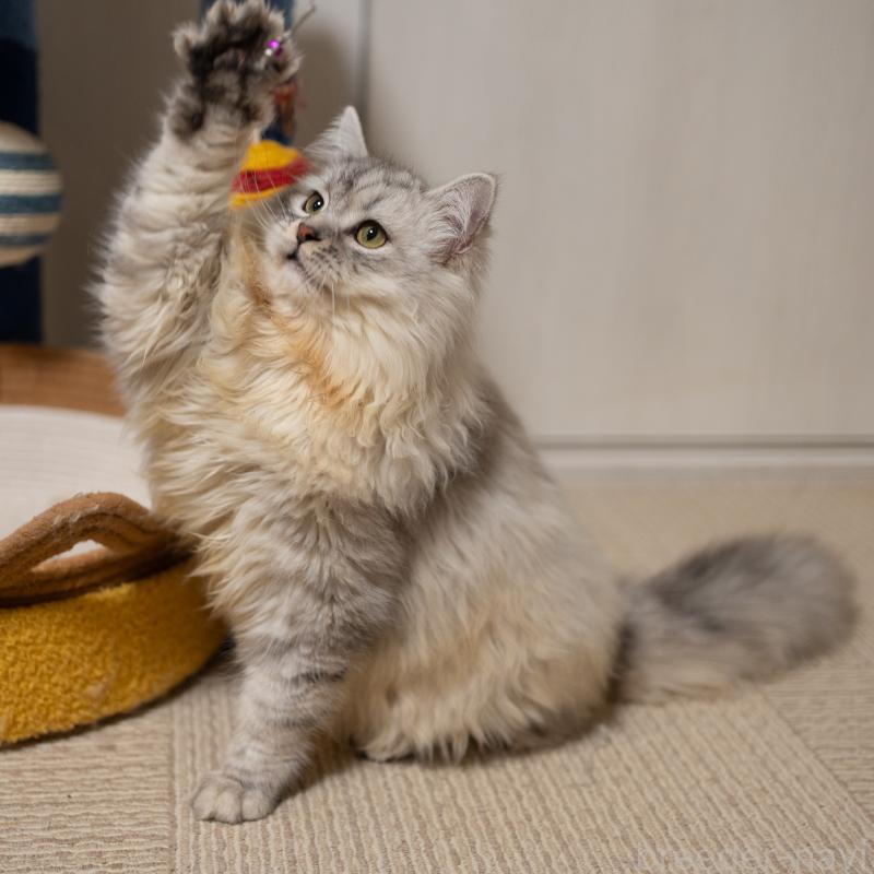 販売中の大阪府のサイベリアン-124718の2枚目