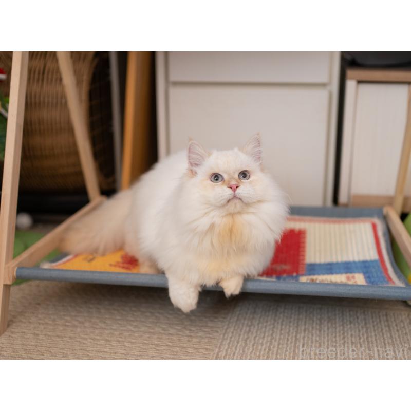 販売中の大阪府のサイベリアン-124653の7枚目