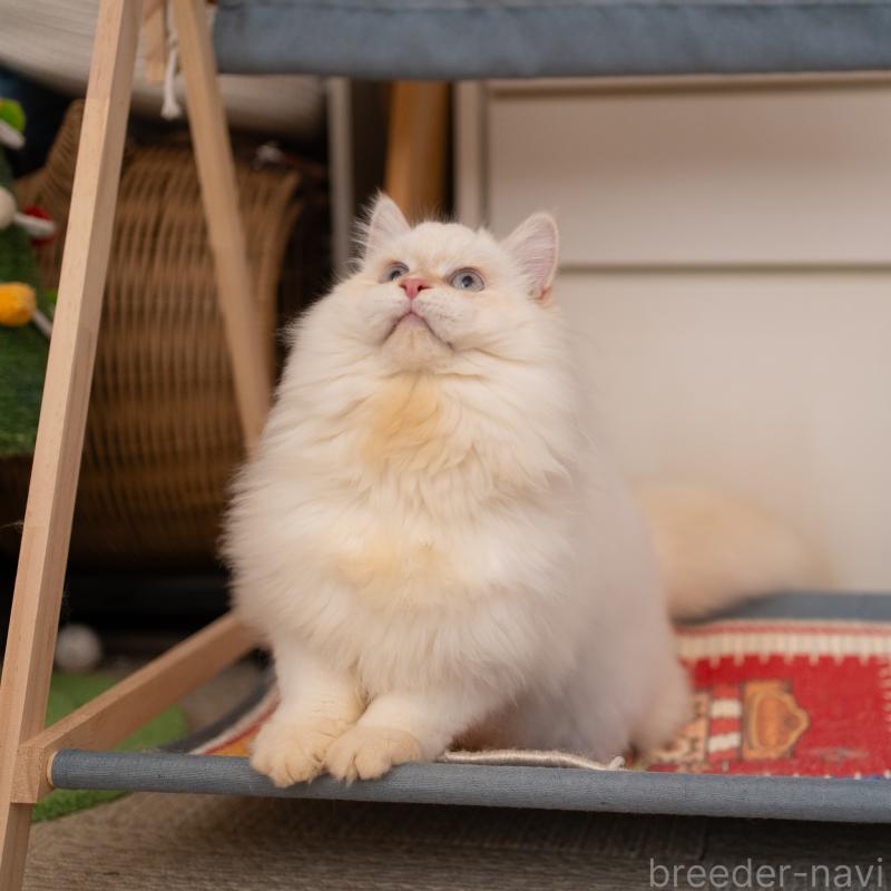 販売中の大阪府のサイベリアン-124653の6枚目