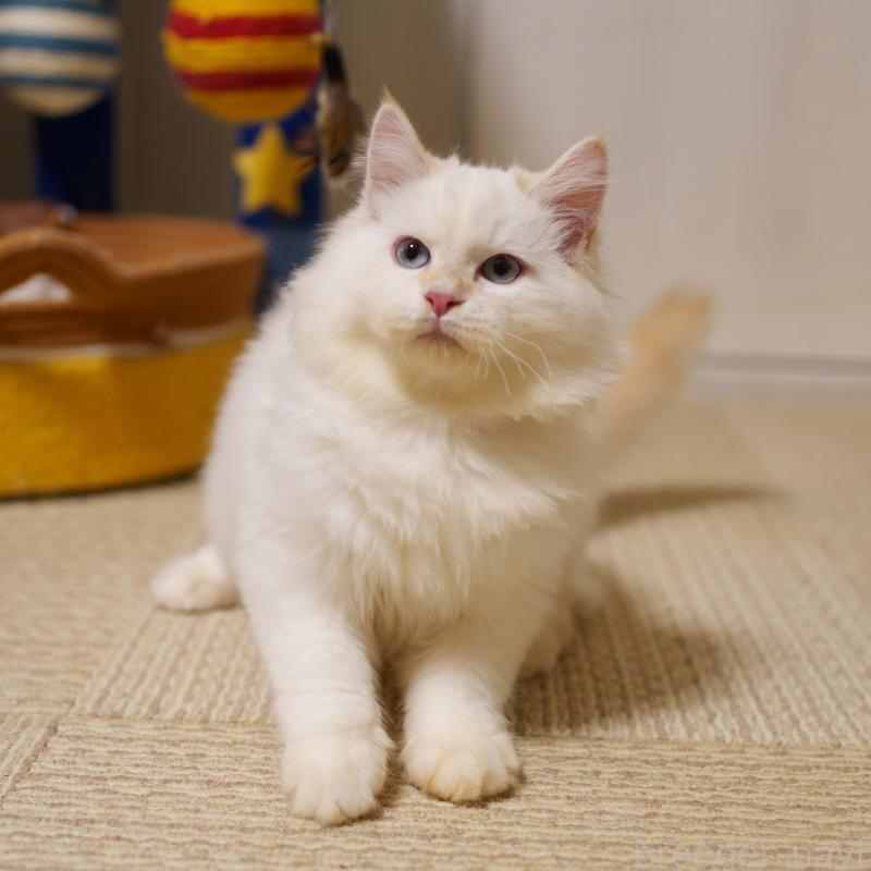 販売中の大阪府のサイベリアン-124653の4枚目