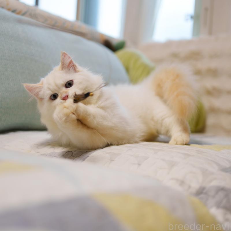 販売中の大阪府のサイベリアン-124653の3枚目