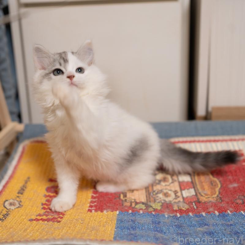 販売中の大阪府のサイベリアン-133618の10枚目