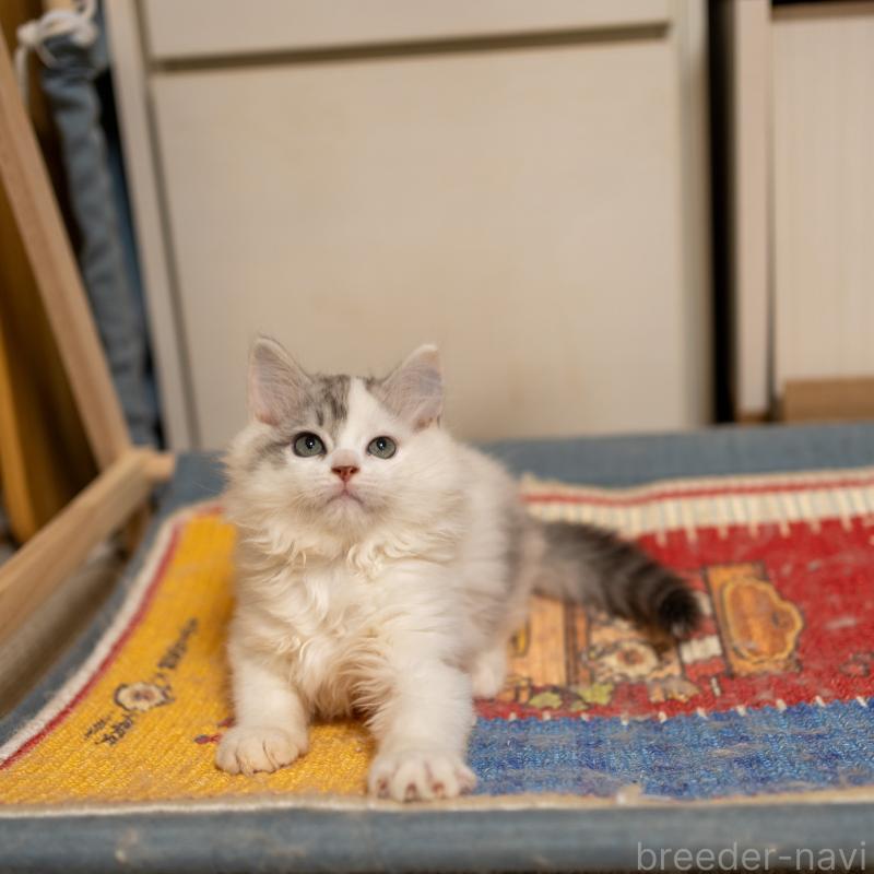 販売中の大阪府のサイベリアン-133618の9枚目