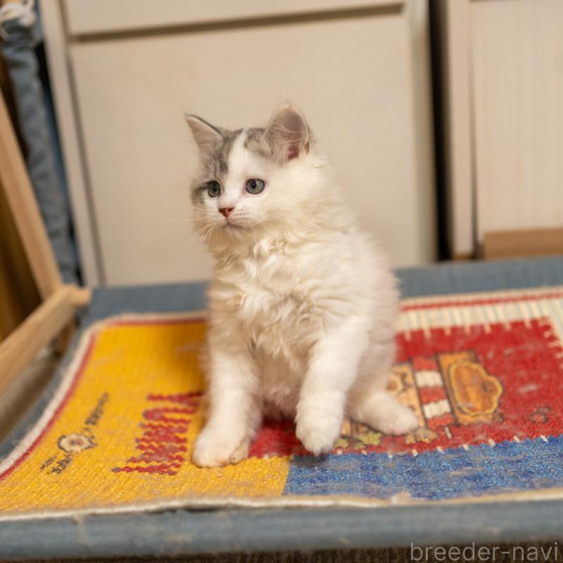 販売中の大阪府のサイベリアン-133618の8枚目