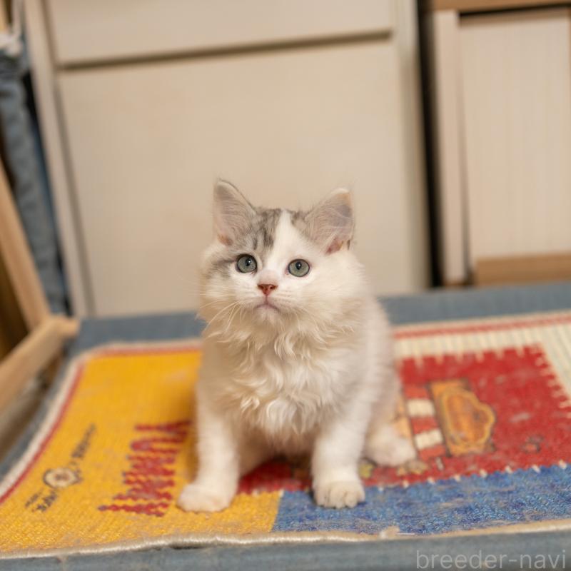 販売中の大阪府のサイベリアン-133618の6枚目