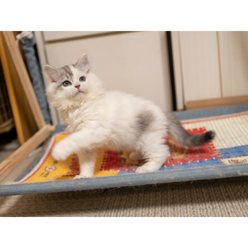 販売中の大阪府のサイベリアン-133618の5枚目