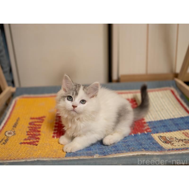 販売中の大阪府のサイベリアン-133618の4枚目