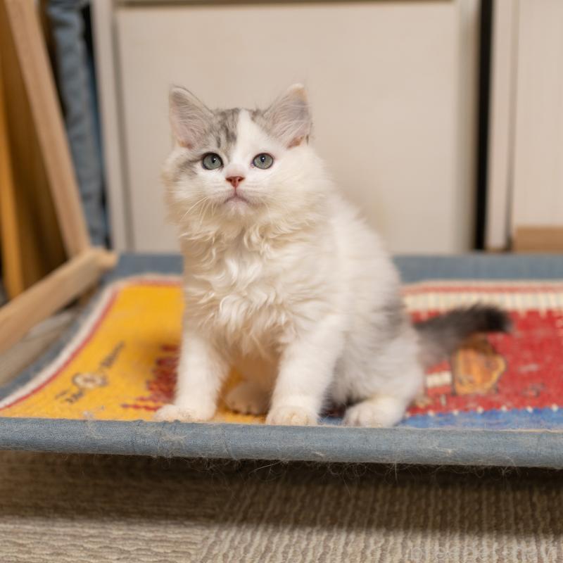 販売中の大阪府のサイベリアン-133618の3枚目