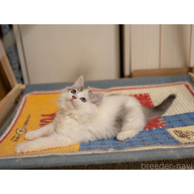 販売中の大阪府のサイベリアン-133618の2枚目