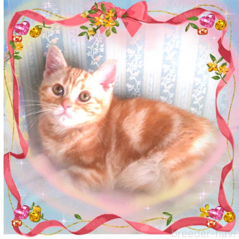 販売中の東京都のアメリカンショートヘア-132029