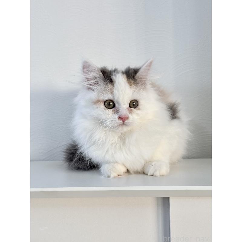 販売中の埼玉県のミックス-135208の9枚目