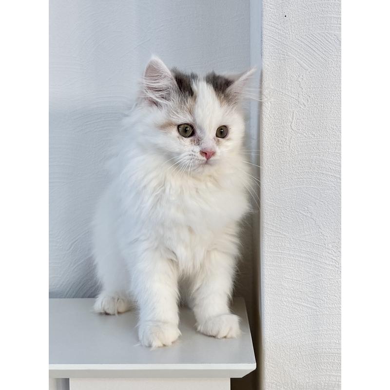 販売中の埼玉県のミックス-135208の8枚目