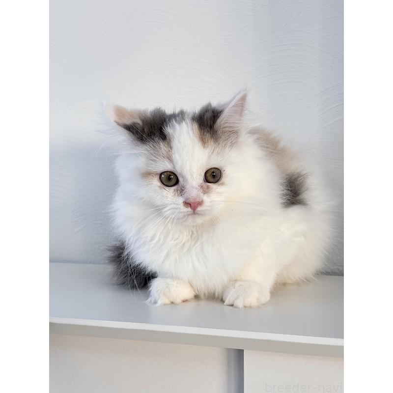 販売中の埼玉県のミックス-135208の7枚目