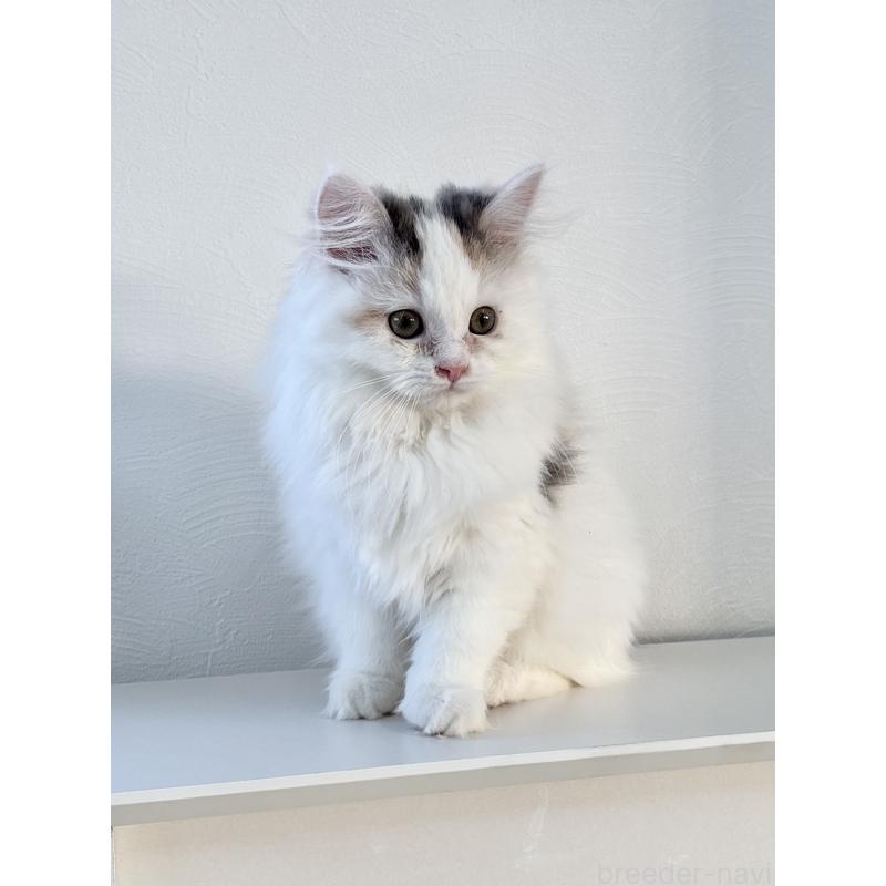 販売中の埼玉県のミックス-135208の6枚目