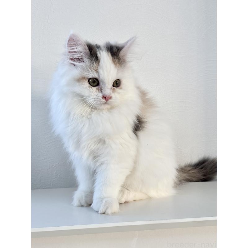 販売中の埼玉県のミックス-135208の4枚目