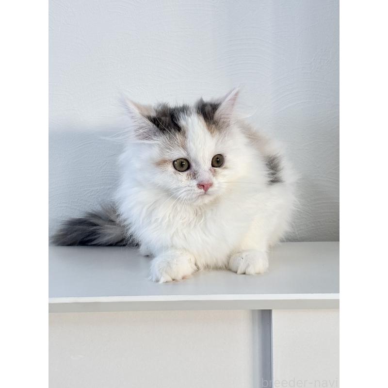 販売中の埼玉県のミックス-135208の3枚目