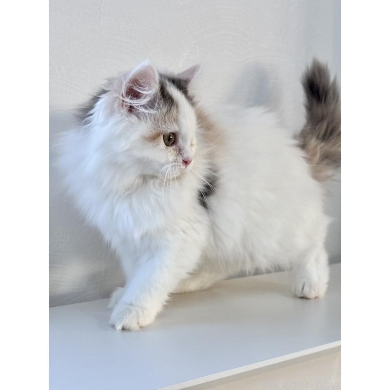 販売中の埼玉県のミックス-135208の2枚目