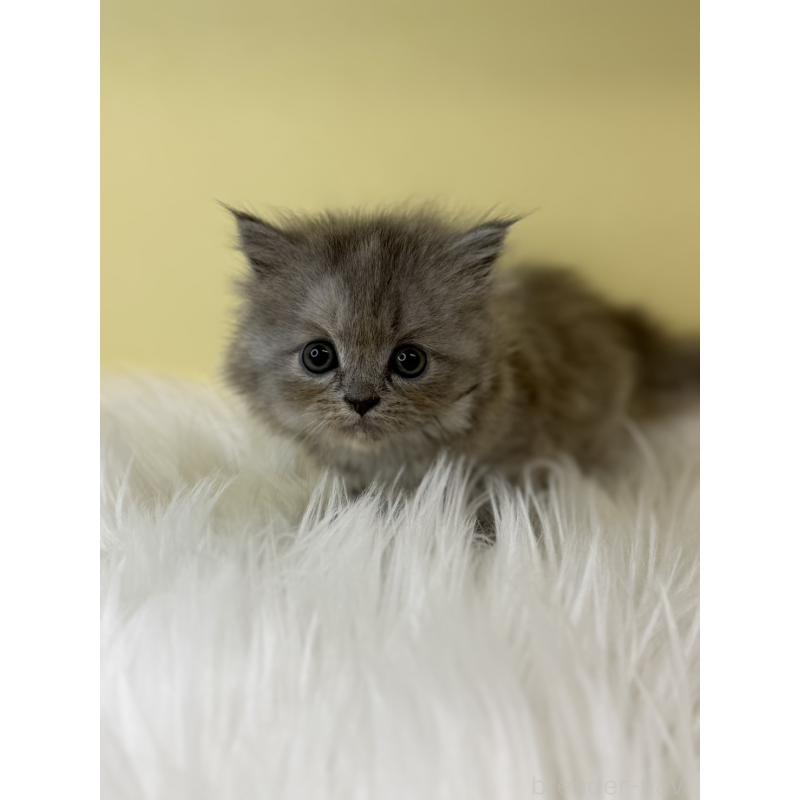 販売中の埼玉県のマンチカン-135053の3枚目