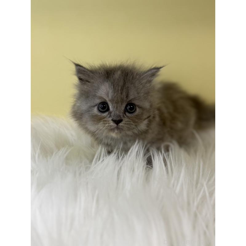 販売中の埼玉県のマンチカン-135053の2枚目