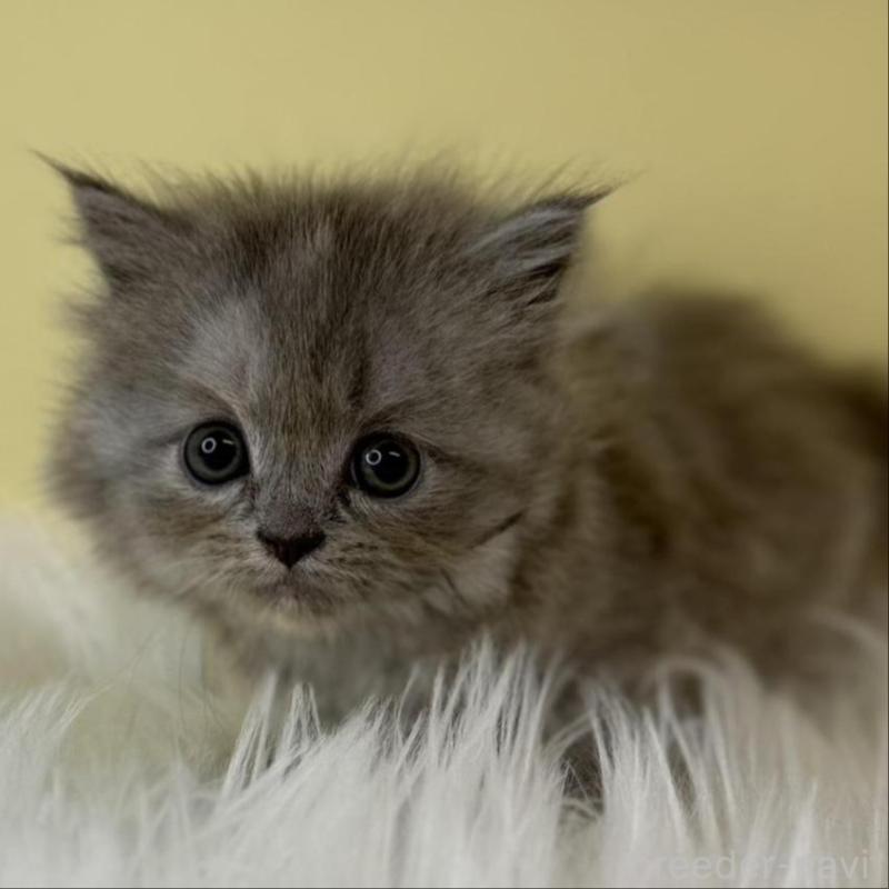 販売中の埼玉県のマンチカン-135053の1枚目