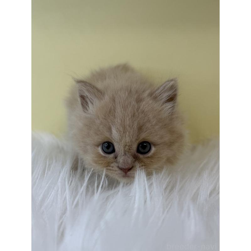 販売中の埼玉県のマンチカン-135054の3枚目