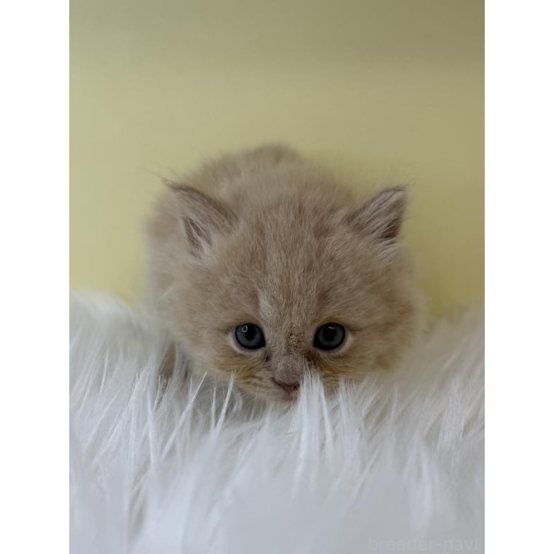 販売中の埼玉県のマンチカン-135054の2枚目