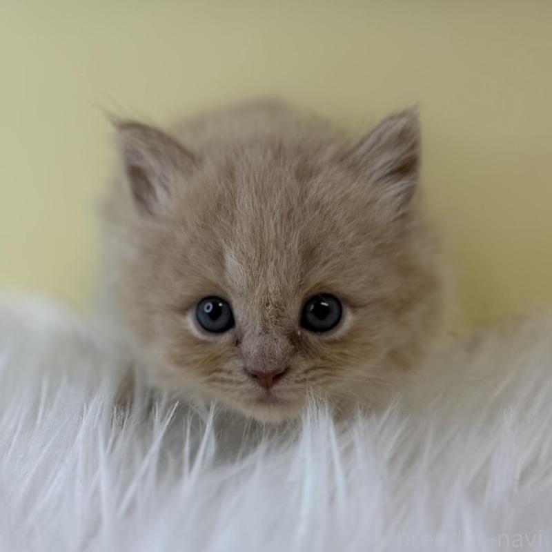 販売中の埼玉県のマンチカン-135054の1枚目