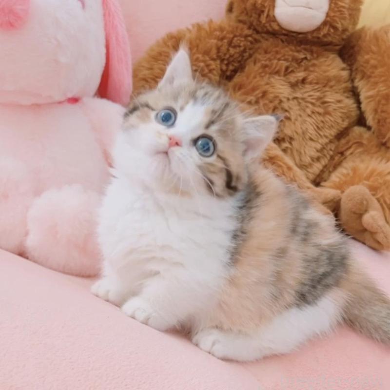 販売中の兵庫県のマンチカン(短足)-135209の1枚目