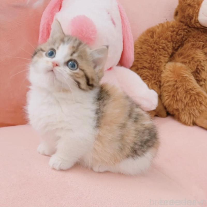 販売中の兵庫県のマンチカン(短足)-135209の11枚目