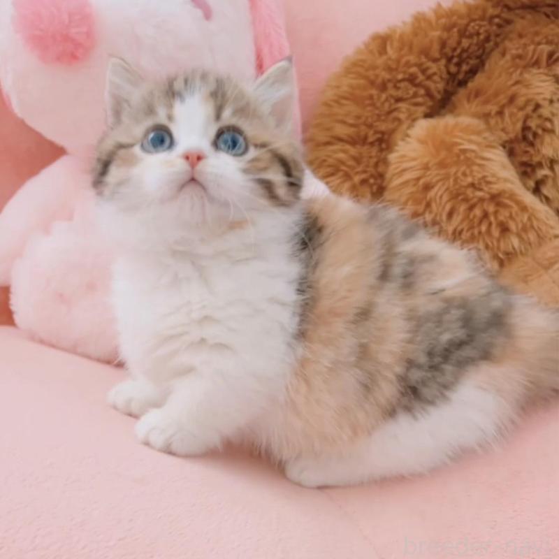 販売中の兵庫県のマンチカン(短足)-135209の10枚目