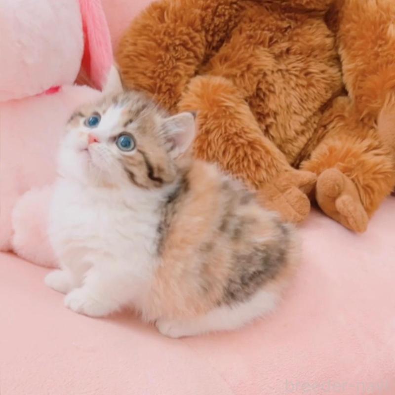 販売中の兵庫県のマンチカン(短足)-135209の9枚目