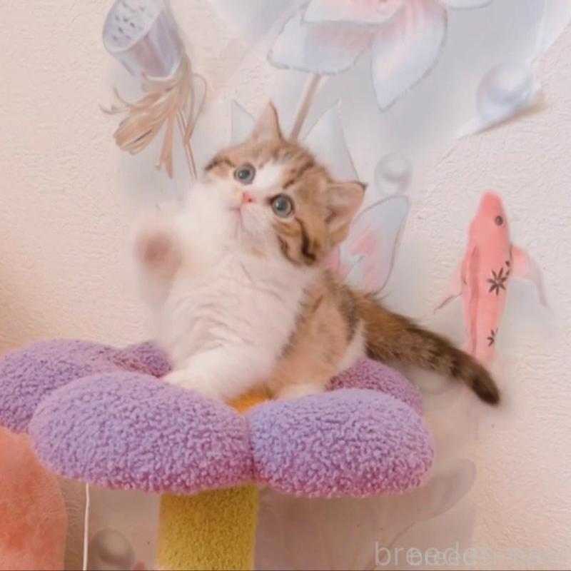 販売中の兵庫県のマンチカン(短足)-135209の8枚目