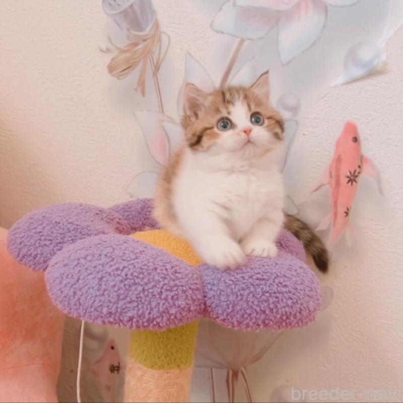 販売中の兵庫県のマンチカン(短足)-135209の7枚目