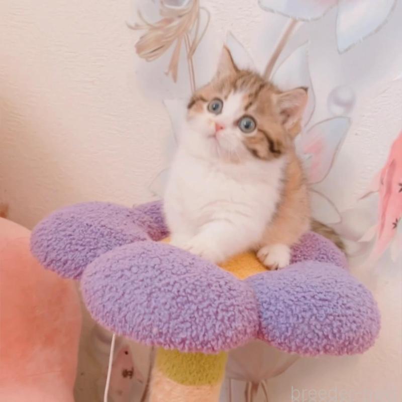 販売中の兵庫県のマンチカン(短足)-135209の6枚目