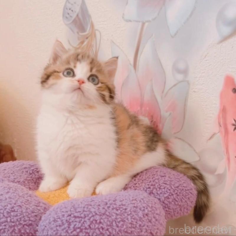 販売中の兵庫県のマンチカン(短足)-135209の5枚目