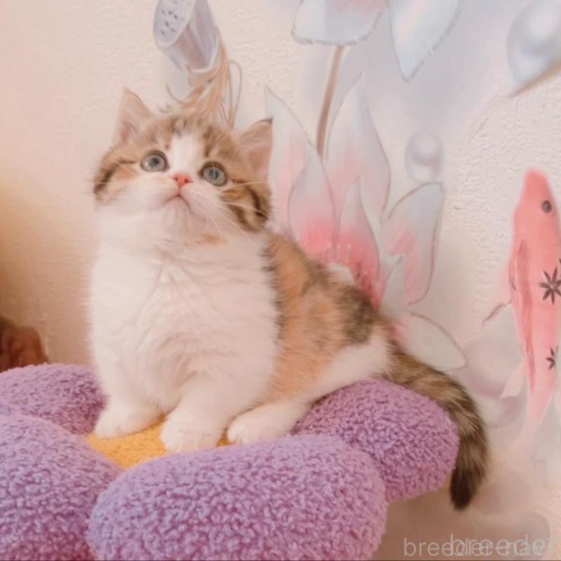 販売中の兵庫県のマンチカン(短足)-135209の4枚目