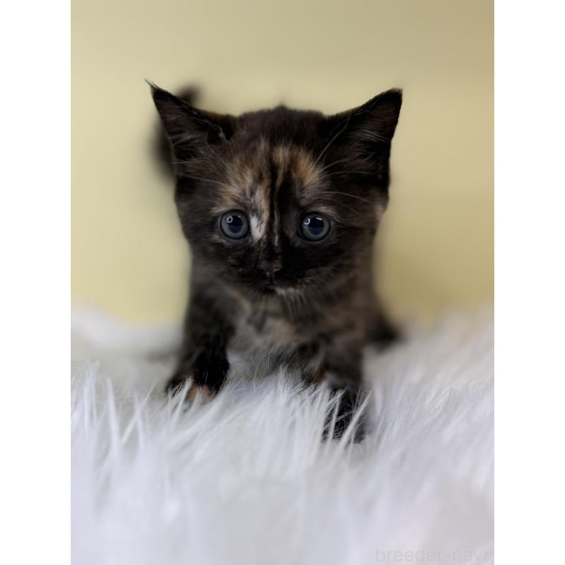 販売中の埼玉県のマンチカン-135055の4枚目