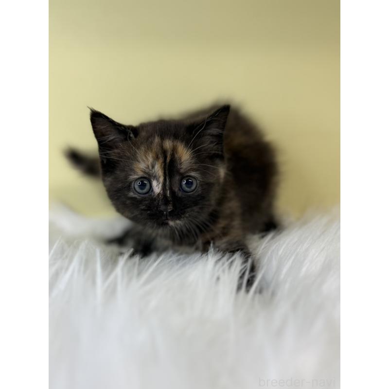 販売中の埼玉県のマンチカン-135055の3枚目