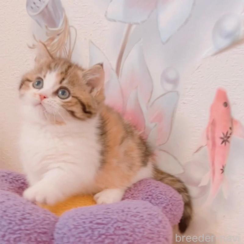 販売中の兵庫県のマンチカン(短足)-135209の2枚目