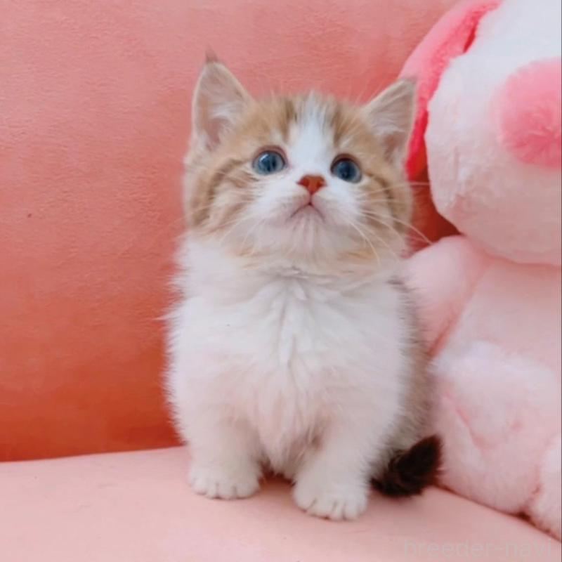 販売中の兵庫県のマンチカン(短足)-135210の6枚目